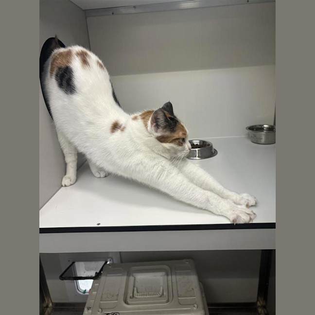 Photo of Sweetie 