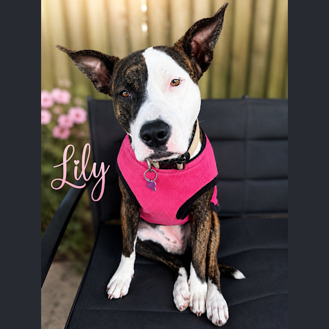 Photo of Lily