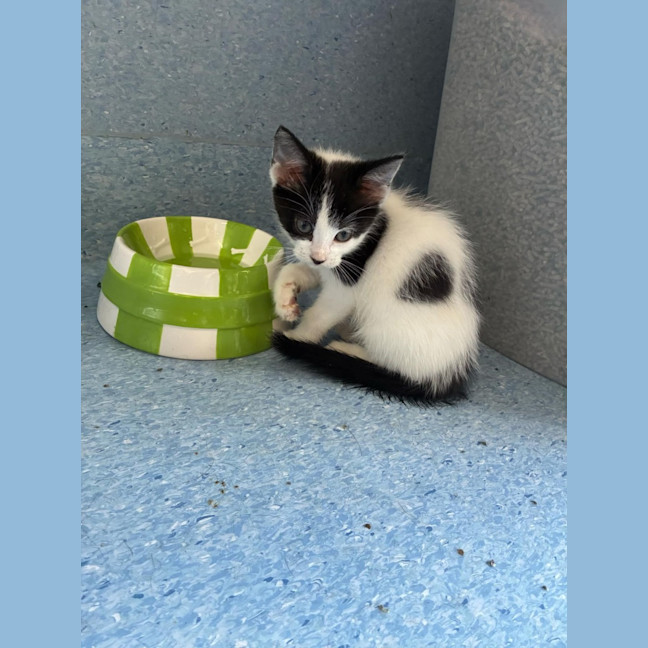 Photo of Zorks   In Foster Care In Ashburton