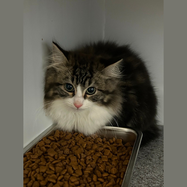 Photo of Bobble