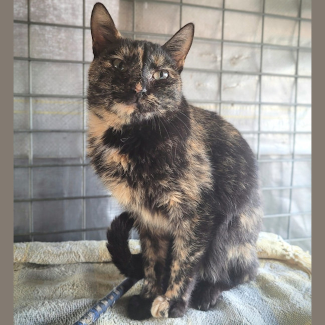 Photo of Annie 