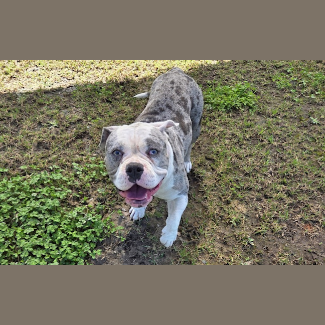 Photo of Sugar Imp 2034