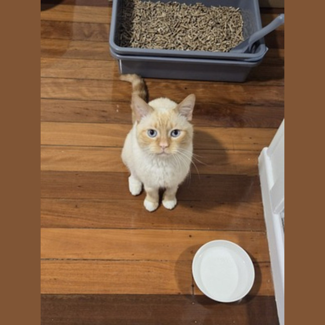 Photo of Domino 