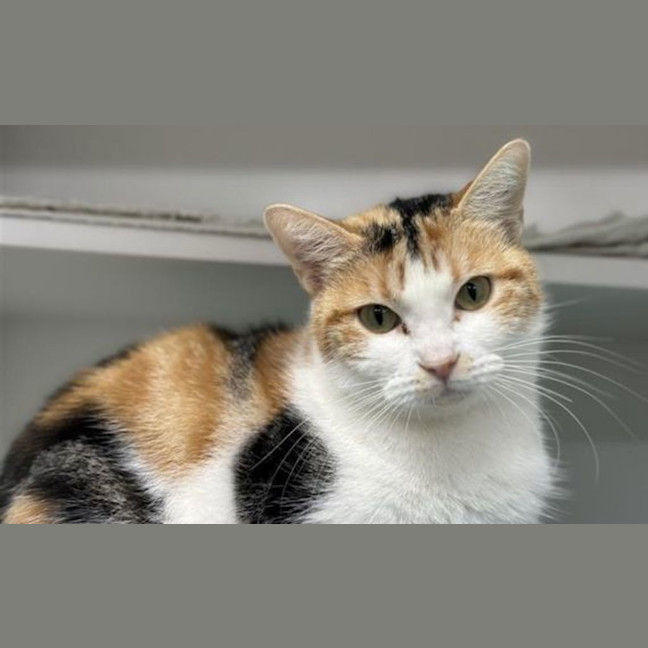 Photo of Silvie