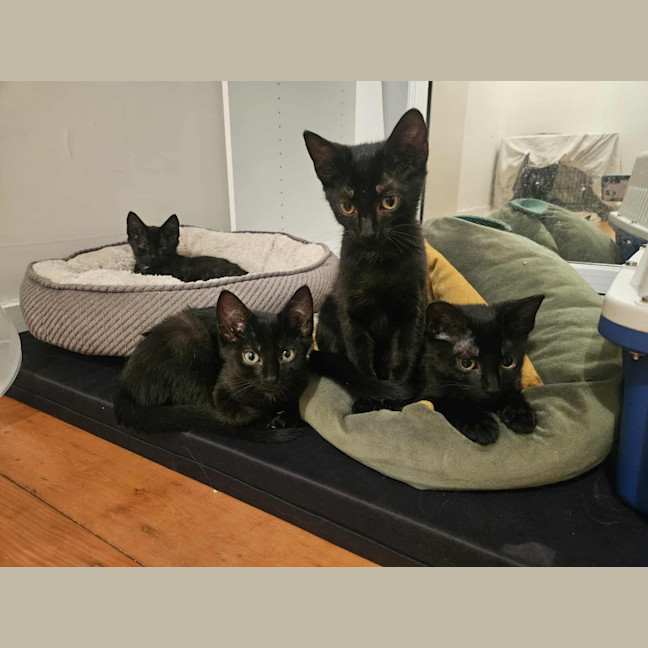 Photo of Meowthew