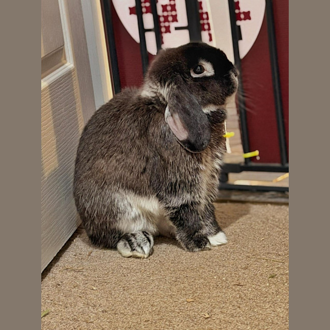 Photo of Artemis