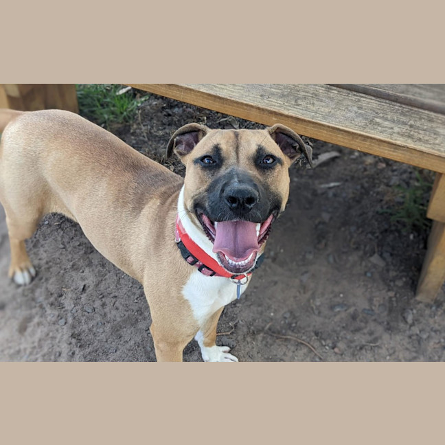 Photo of Piper