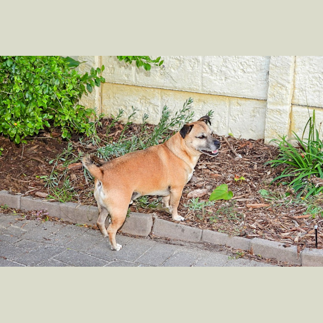Photo of Barney