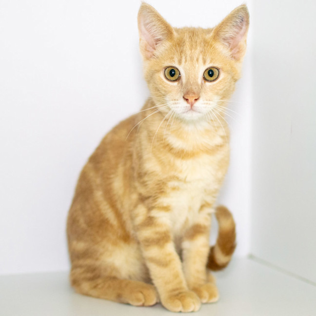 Photo of Miso