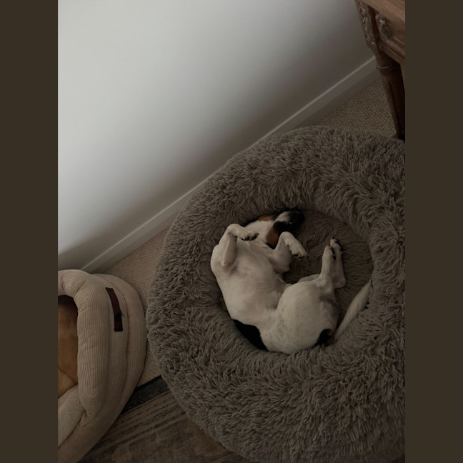 Photo of Snipper   3 Year Old Jack Russell