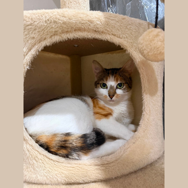 Photo of Blossom