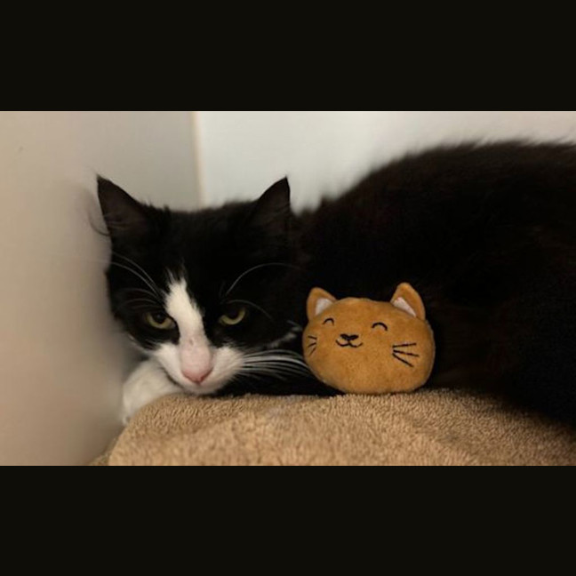 Photo of Oreo