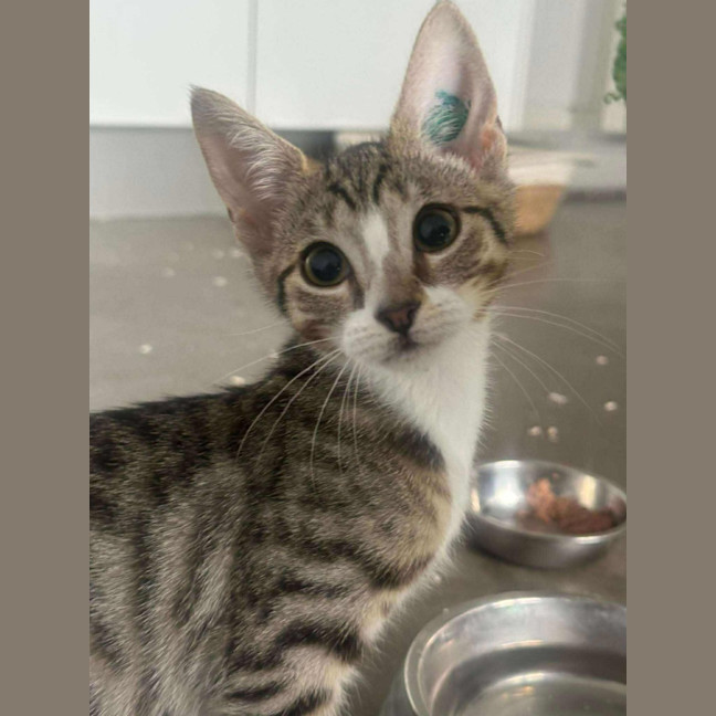 Photo of Muffin