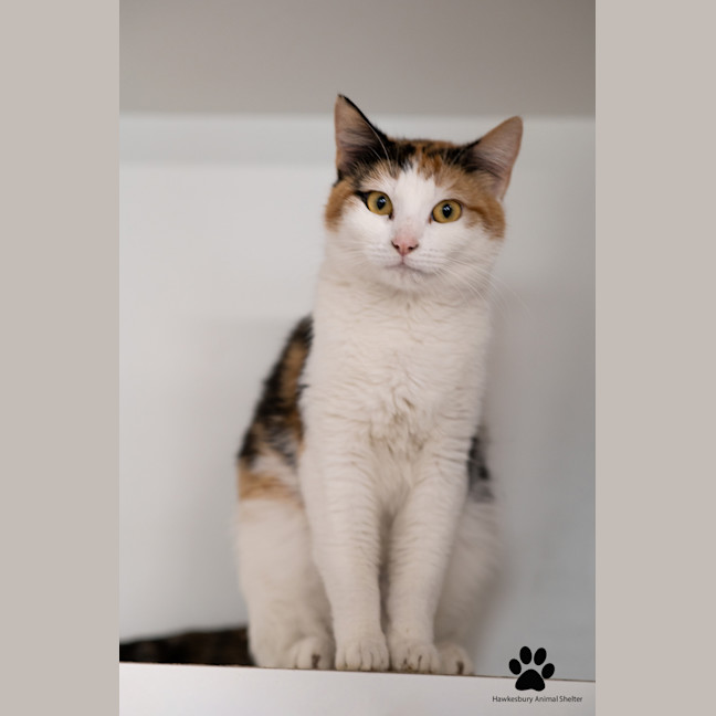 Photo of Pebbles