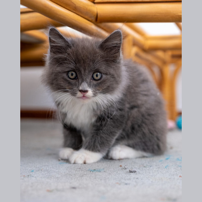 Photo of Bluey