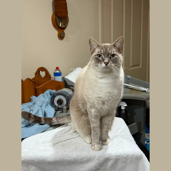 Photo of Tofu