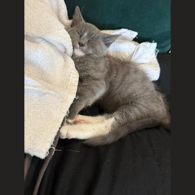 Photo of Cocoa Beans