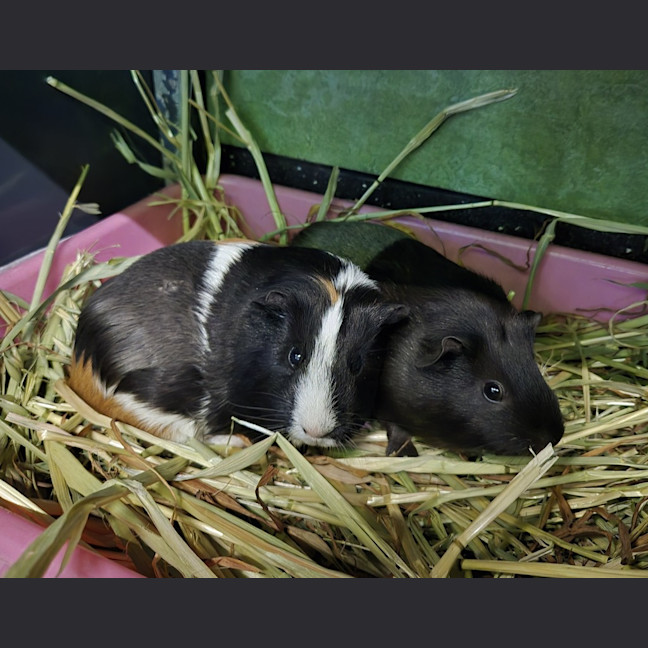Photo of Alexandria (Bonded With Isabella)