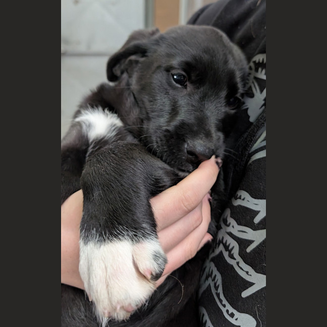 Photo of Luna
