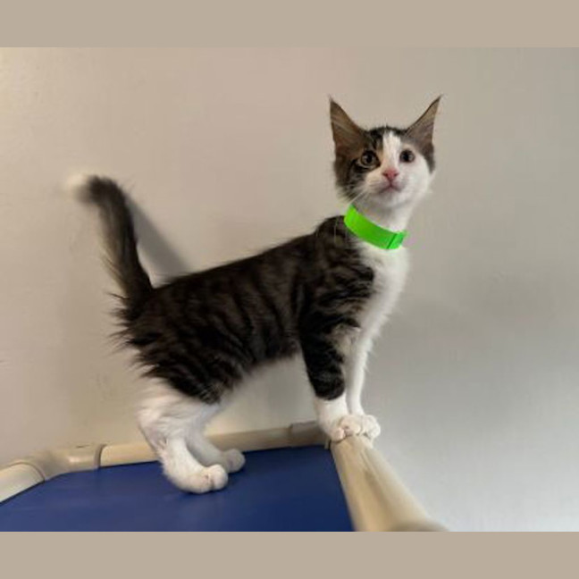 Photo of Splodge