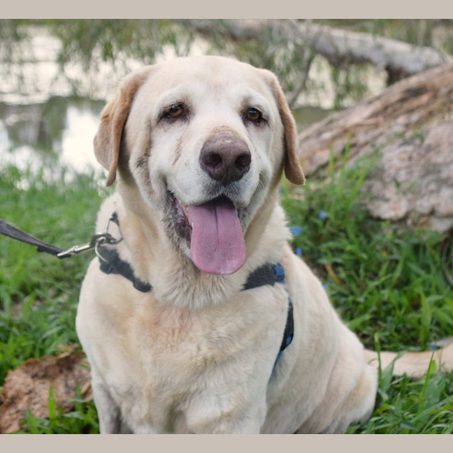 Photo of Toby