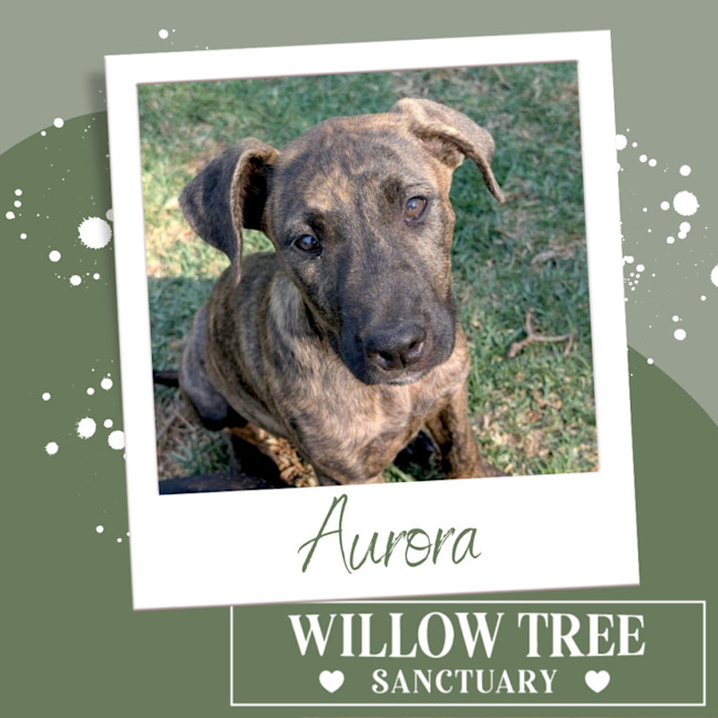 Photo of Aurora