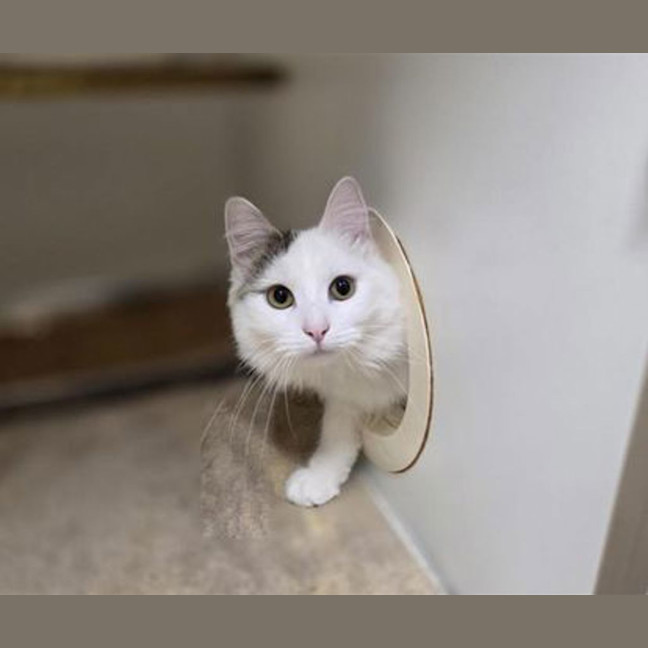Photo of Tilly