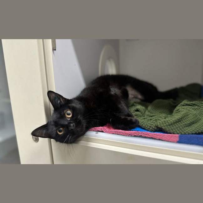 Photo of Oreo