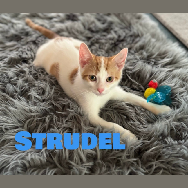 Photo of Strudel