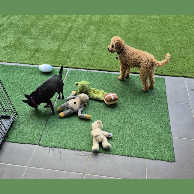 Photo of Russell 🌞 17 Month Old Cavoodle 