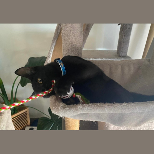 Photo of Shadow 