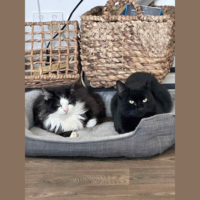 Photo of Steve* 9 Lives Project Rescue*