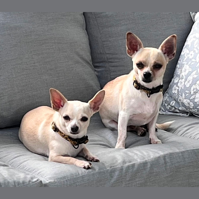 Photo of Sweet Little Lexi And Yeti 