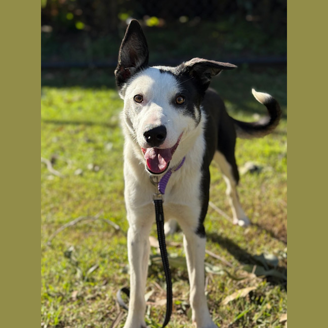 Photo of Pippy