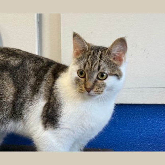 Photo of Tulip