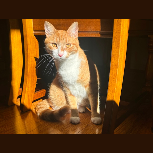 Photo of Simba  Assisted Rehome 🧡