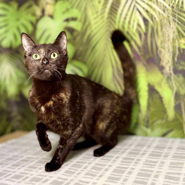 Photo of Hazel & Olive  Located In Keilor Downs