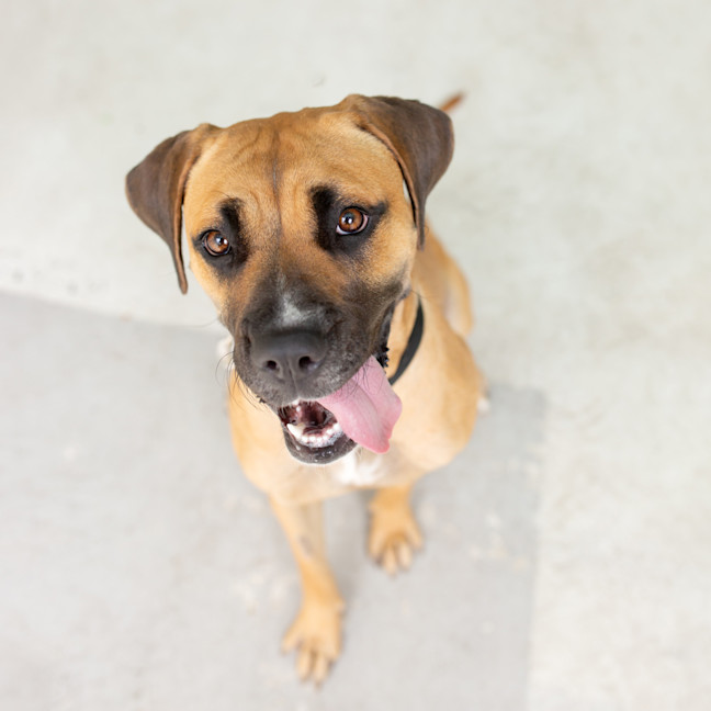Photo of Ivy (Previously Sadie)