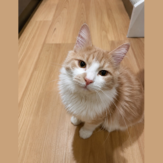 Photo of Momo