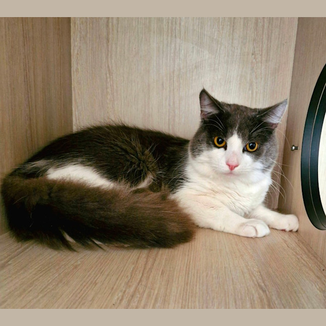 Photo of C1340 Hamish