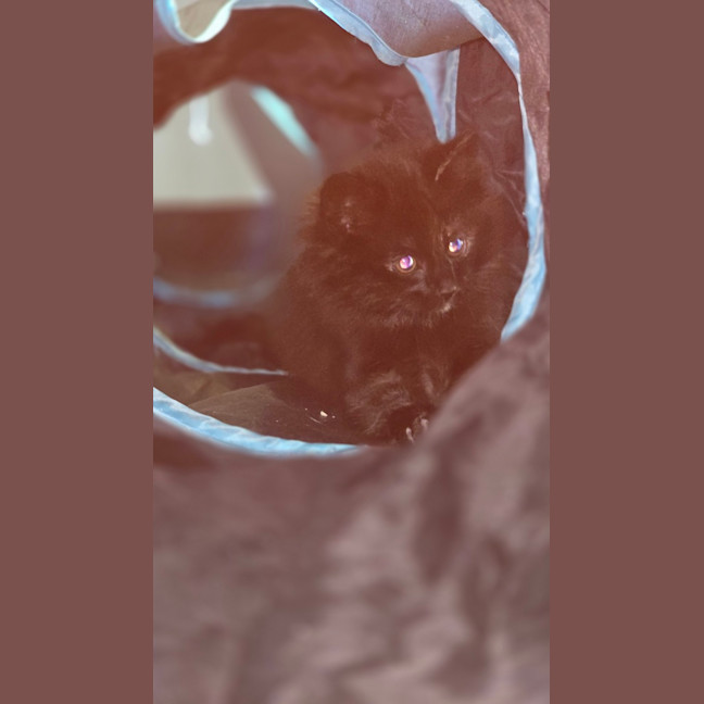 Photo of Fitch
