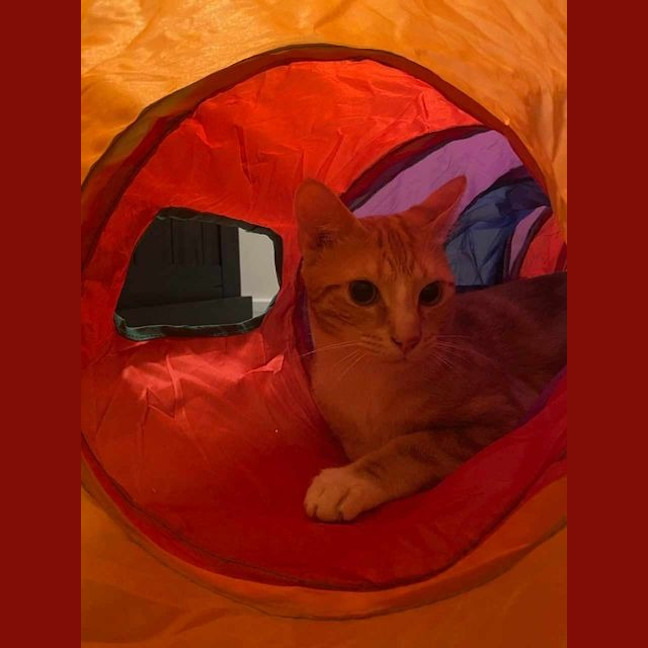 Photo of Buzz