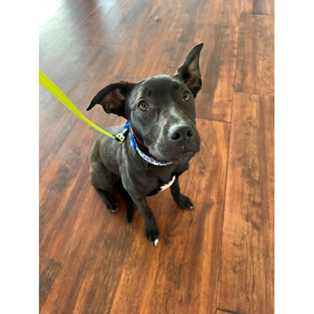 Photo of Betty *$350 Adoption Fee*