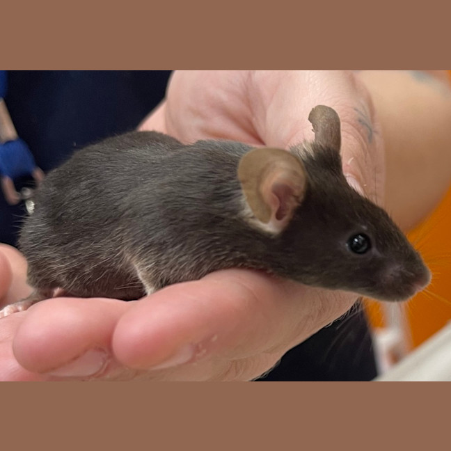 Photo of Queso