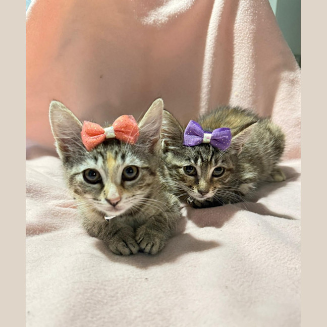 Photo of Minnie 🎀 & Winnie 🍯