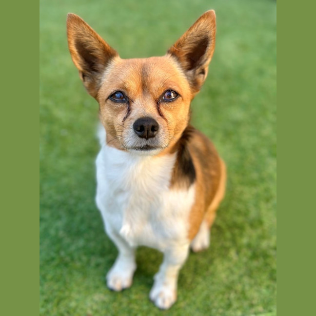 Photo of Baxter