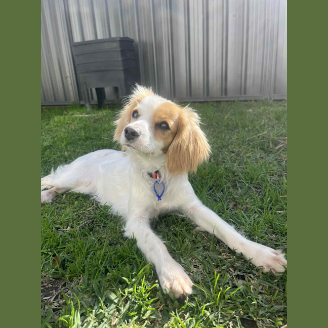 Photo of Elsa   11 Month Old Cavalier X