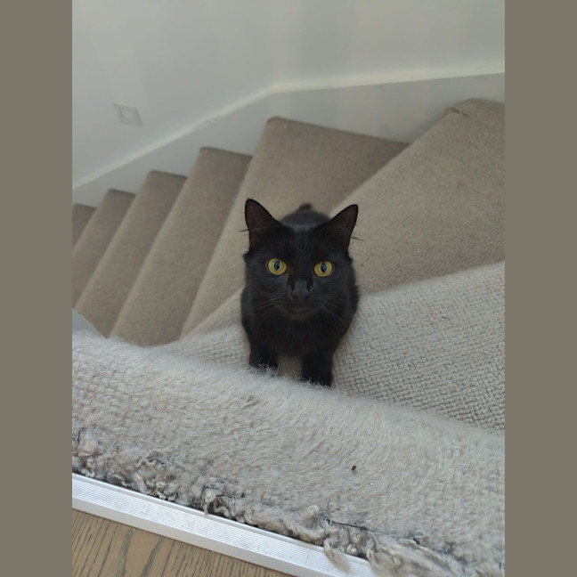 Photo of Celeste