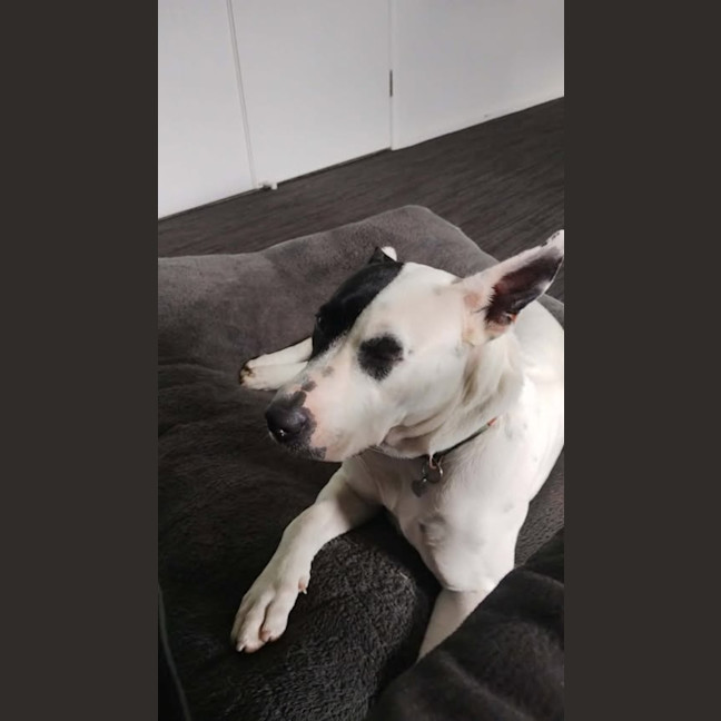 Photo of Buttercup