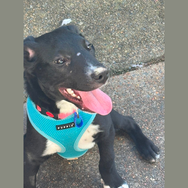 Photo of Wally   8 Month Old Kelpie X